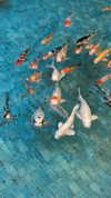 lisush_9 Altpins Profile Picture