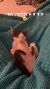 lisush_9 Altpins Profile Picture