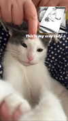 lisush_9 Altpins Profile Picture