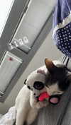 lisush_9 Altpins Profile Picture