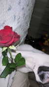 lisush_9 Altpins Profile Picture