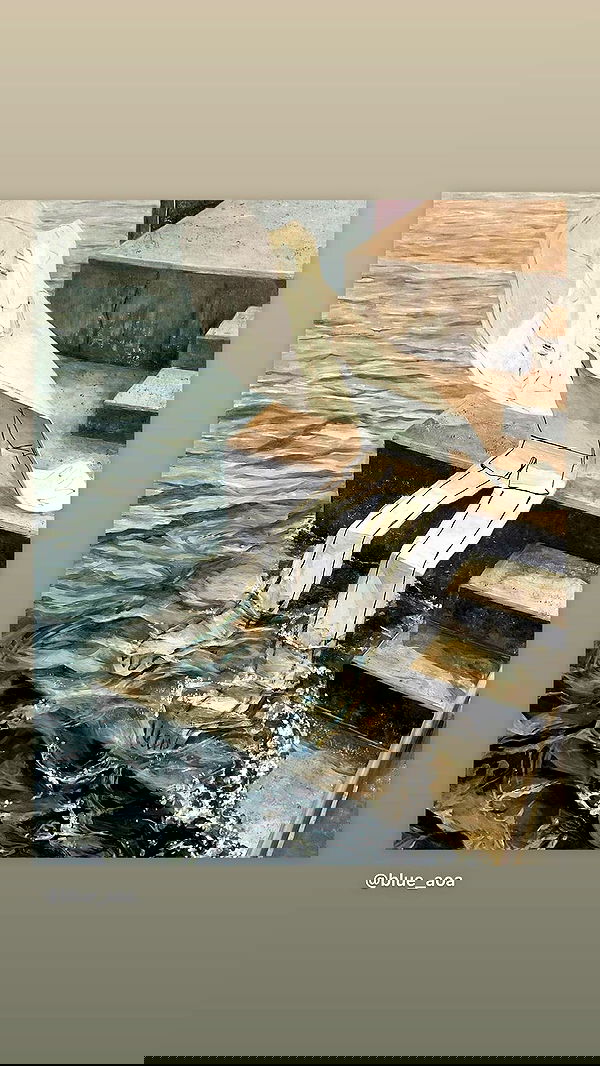 moonliliaght moonliliaght archive image