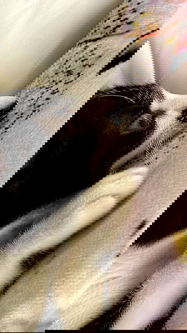 moonliliaght moonliliaght archive image