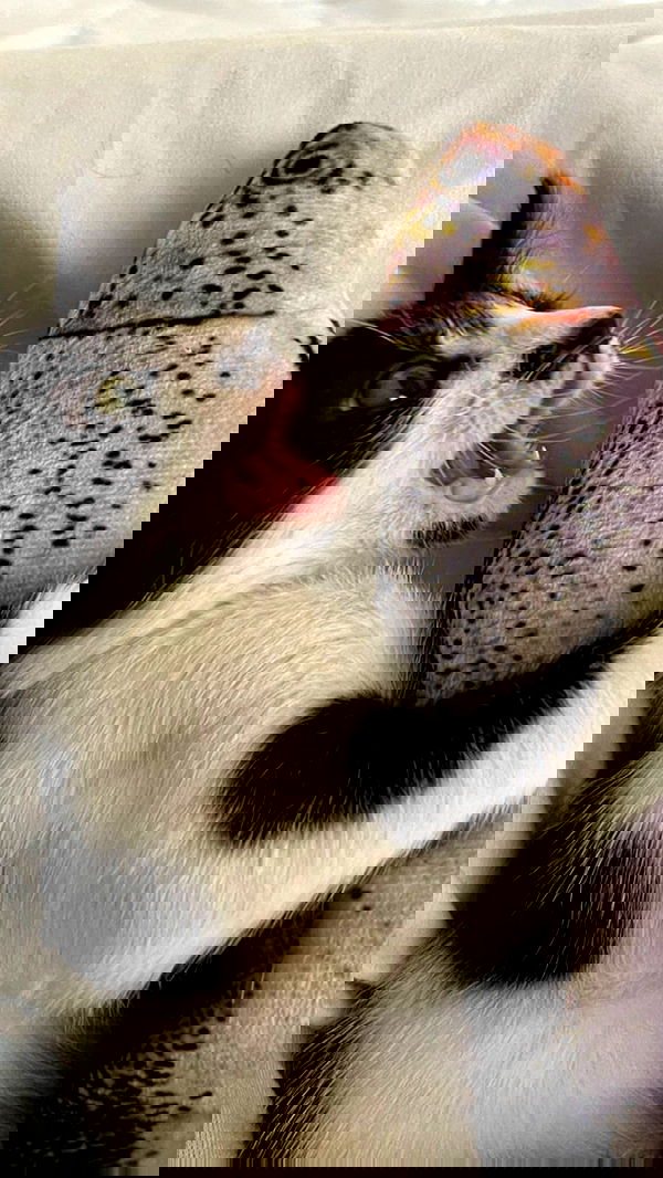 moonliliaght moonliliaght archive image