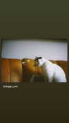 natahalieeee Altpins Profile Picture