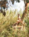 neta__kalishov Altpins Profile Picture