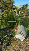 roni_ackerman Altpins Profile Picture