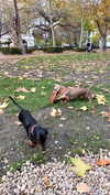roni_ackerman Altpins Profile Picture
