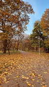 roni_ackerman Altpins Profile Picture