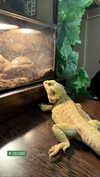 roni_ackerman Altpins Profile Picture