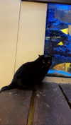 roni_ackerman Altpins Profile Picture