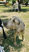roni_ackerman Altpins Profile Picture