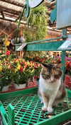 roni_ackerman Altpins Profile Picture