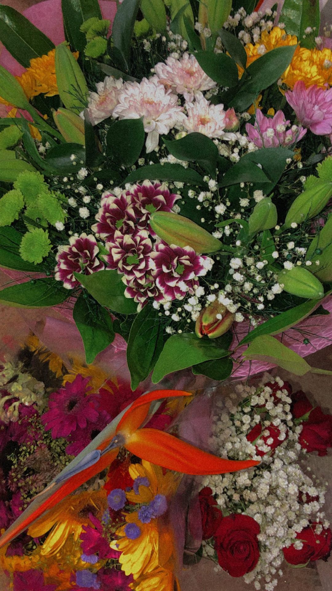 shanidahan7 instagram image archive image