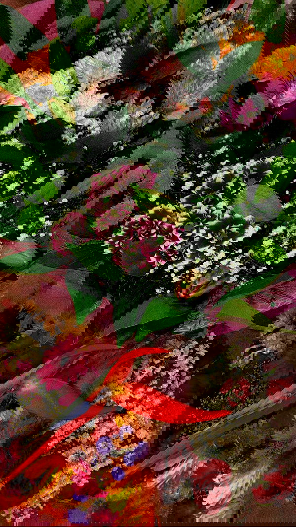 shanidahan7 image ~ Altpins