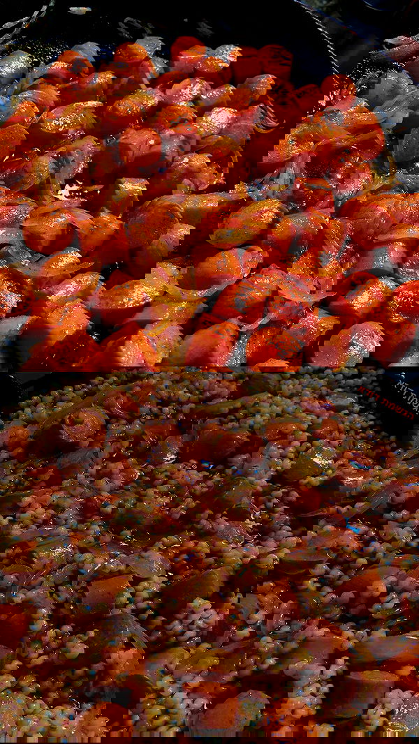 shanidahan7 image ~ Altpins