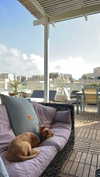 shellydekel Altpins Profile Picture