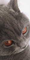 shinomayaa Altpins Profile Picture