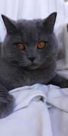 shinomayaa Altpins Profile Picture