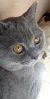 shinomayaa Altpins Profile Picture