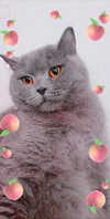shinomayaa Altpins Profile Picture