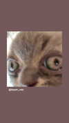 shinomayaa Altpins Profile Picture