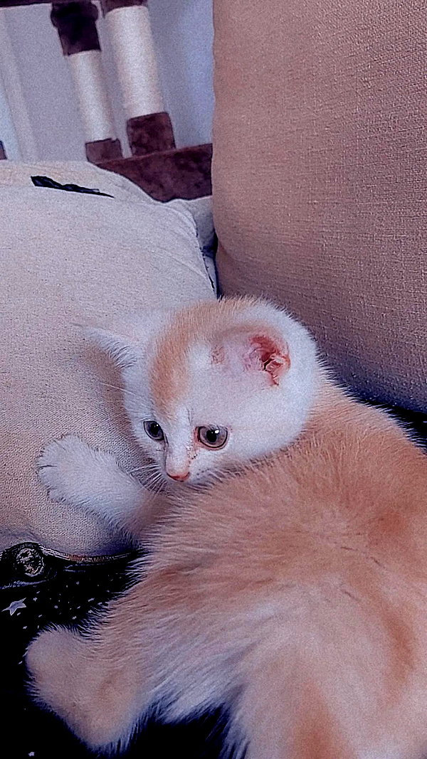 shinomayaa instagram image archive image