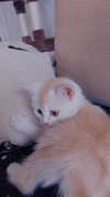 shinomayaa Altpins Profile Picture