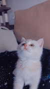 shinomayaa Altpins Profile Picture