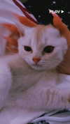shinomayaa Altpins Profile Picture