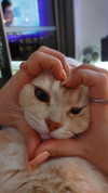 shinomayaa Altpins Profile Picture