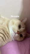 shinomayaa Altpins Profile Picture