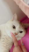 shinomayaa Altpins Profile Picture