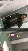 shir.moshe666 Altpins Profile Picture