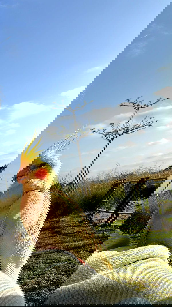 tinapavlov.sky tinapavlov.sky archive image