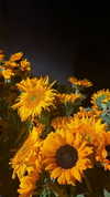 _dafi_lu Altpins Profile Picture