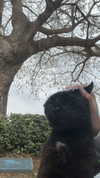 _dafi_lu Altpins Profile Picture