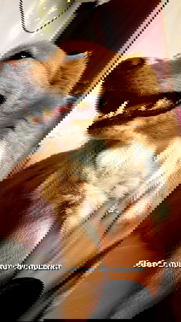 biton__adi biton__adi archive image