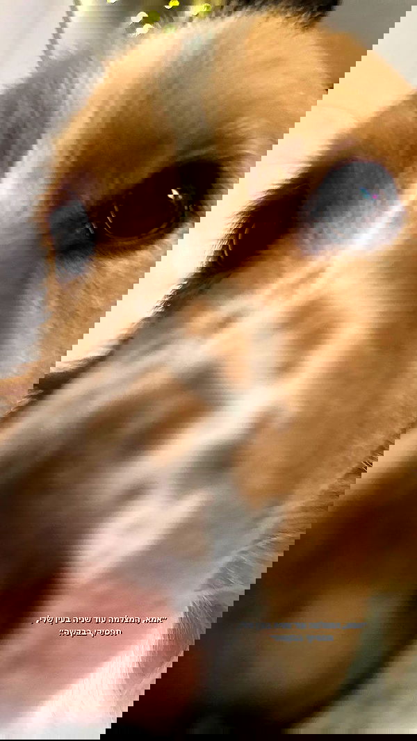 biton__adi biton__adi archive image