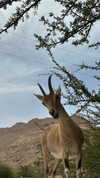 roni_ackerman Altpins Profile Picture