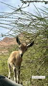 roni_ackerman Altpins Profile Picture