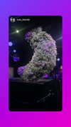 toharb_ Altpins Profile Picture